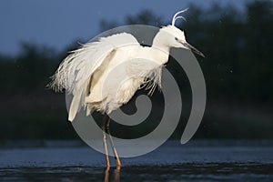 Kleine Zilverreiger, Little Egret, Egretta garzetta