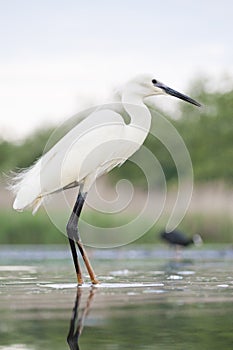 Kleine Zilverreiger, Little Egret, Egretta garzetta