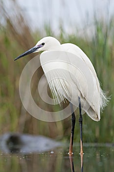 Kleine Zilverreiger, Little Egret, Egretta garzetta