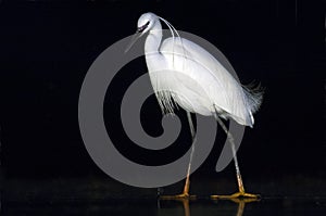 Kleine Zilverreiger, Little Egret, Egretta garzetta