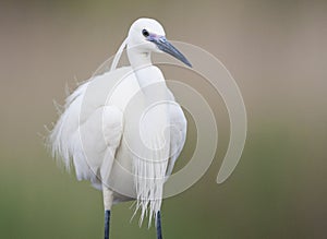 Kleine Zilverreiger, Little Egret, Egretta garzetta