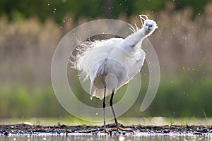 Kleine Zilverreiger, Little Egret, Egretta garzetta