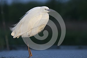 Kleine Zilverreiger, Little Egret, Egretta garzetta