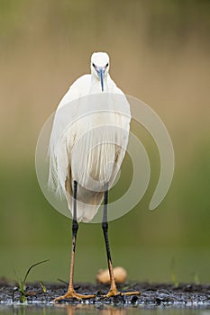 Kleine Zilverreiger, Little Egret, Egretta garzetta