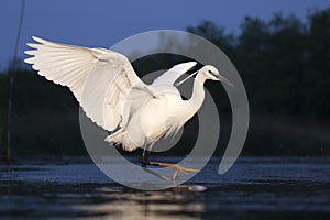 Kleine Zilverreiger, Little Egret, Egretta garzetta