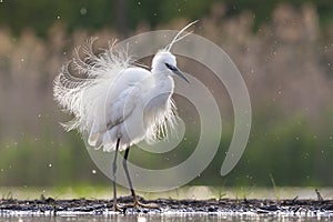 Kleine Zilverreiger, Little Egret, Egretta garzetta