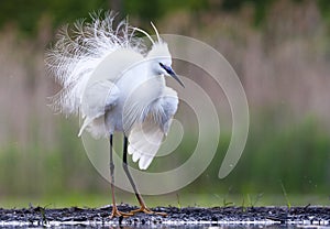 Kleine Zilverreiger, Little Egret, Egretta garzetta