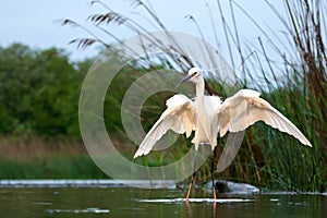 Kleine Zilverreiger, Little Egret, Egretta garzetta