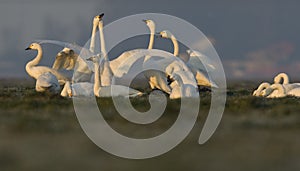 Kleine Zwaan, Bewicks Swan, Cygnus bewickii photo