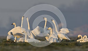 Kleine Zwaan, Bewicks Swan, Cygnus bewickii photo