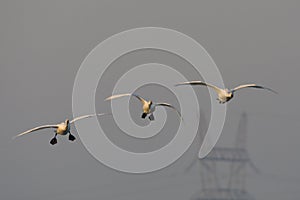Kleine Zwaan, Bewicks Swan, Cygnus bewickii photo