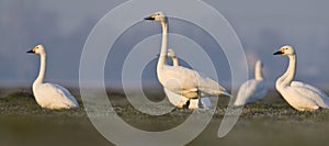 Kleine Zwaan, Bewicks Swan, Cygnus bewickii photo