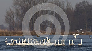 Kleine Zwaan, Bewicks Swan, Cygnus bewickii photo