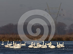 Kleine Zwaan, Bewicks Swan, Cygnus bewickii photo