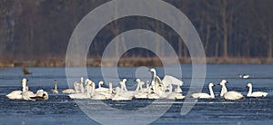 Kleine Zwaan, Bewicks Swan, Cygnus bewickii photo
