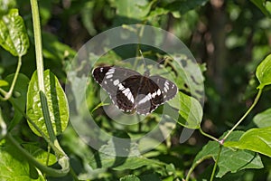 Kleiner Eisvogel (Limenitis camilla