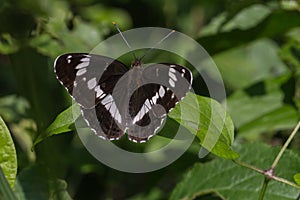 Kleiner Eisvogel (Limenitis camilla