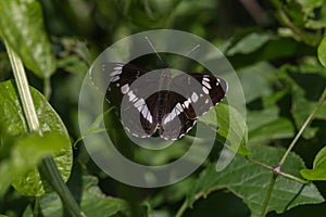 Kleiner Eisvogel (Limenitis camilla