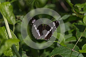 Kleiner Eisvogel (Limenitis camilla