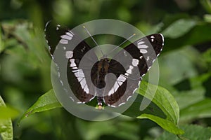 Kleiner Eisvogel (Limenitis camilla