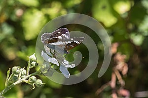 Kleiner Eisvogel (Limenitis camilla