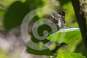 Kleiner Eisvogel (Limenitis camilla