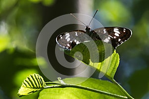 Kleiner Eisvogel (Limenitis camilla