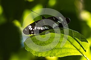 Kleiner Eisvogel (Limenitis camilla