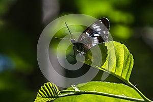 Kleiner Eisvogel (Limenitis camilla