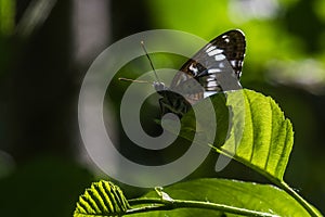 Kleiner Eisvogel (Limenitis camilla