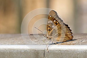 Kleiner Schillerfalter (Apatura ilia