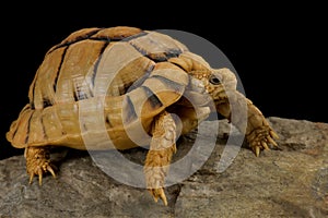 Kleinmann`s tortoise Testudo kleinmanni