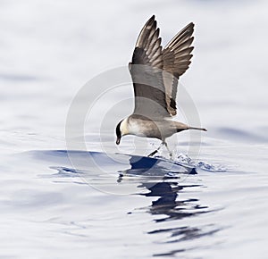 Kleinste Jager, Long-tailed Skua, Stercorarius longicaudus