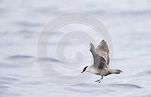 Kleinste Jager, Long-tailed Skua, Stercorarius longicaudus