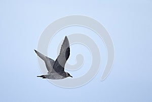 Kleinste Jager, Long-tailed Skua, Stercorarius longicaudus