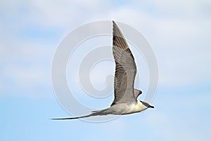 Kleinste Jager, Long-tailed Skua, Stercorarius longicaudus