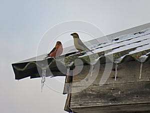 Klest lat. Loxia curvirostra on the roof