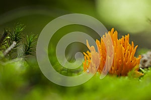 Kleverig koraalzwammetje; Yellow staghorn fungus; Calocera viscosa