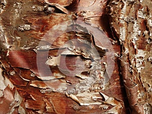 Klinki pine bark