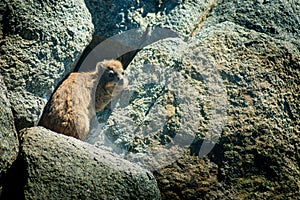 Klipdassie playing hide and seek between the rocks, Western Cape, South Africa