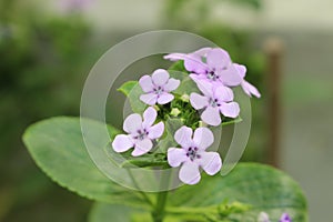 Klipkersie flowers - Teedia Lucida Rudolphi