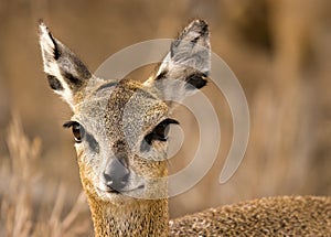 Klipspringer