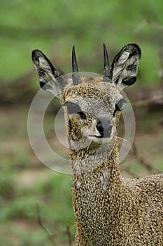Klipspringer