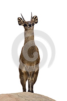 Klipspringer