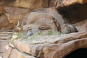 Klipspringer from africa