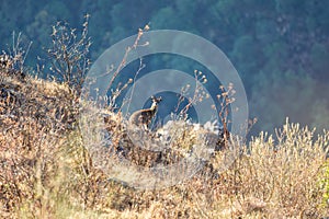 Klipspringer antelope (Oreotragus oreotragus), Simien Mountains National Park, Ethiopia. Africa Wildlife
