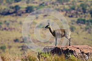 Klipspringer female