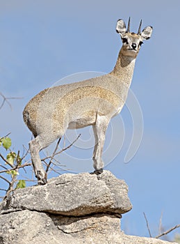 klipspringer