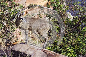 Klipspringer in Kruger National park, South Africa