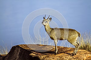 Klipspringer in Kruger National park, South Africa